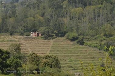 On Road-Route Ooty to Coonoor_DSC5259_H600